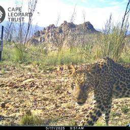 Leopard